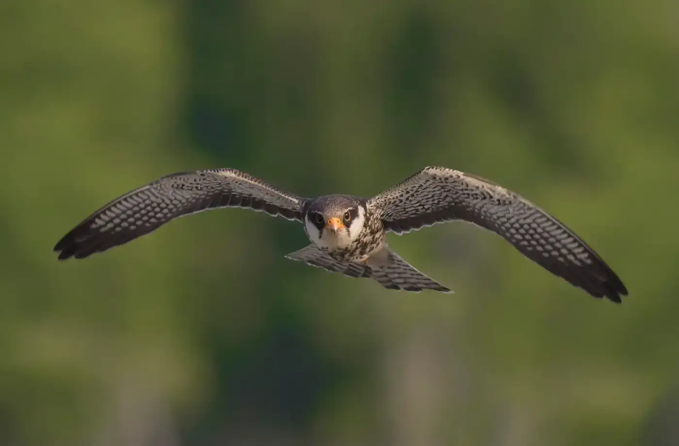 Amur falcon in flight