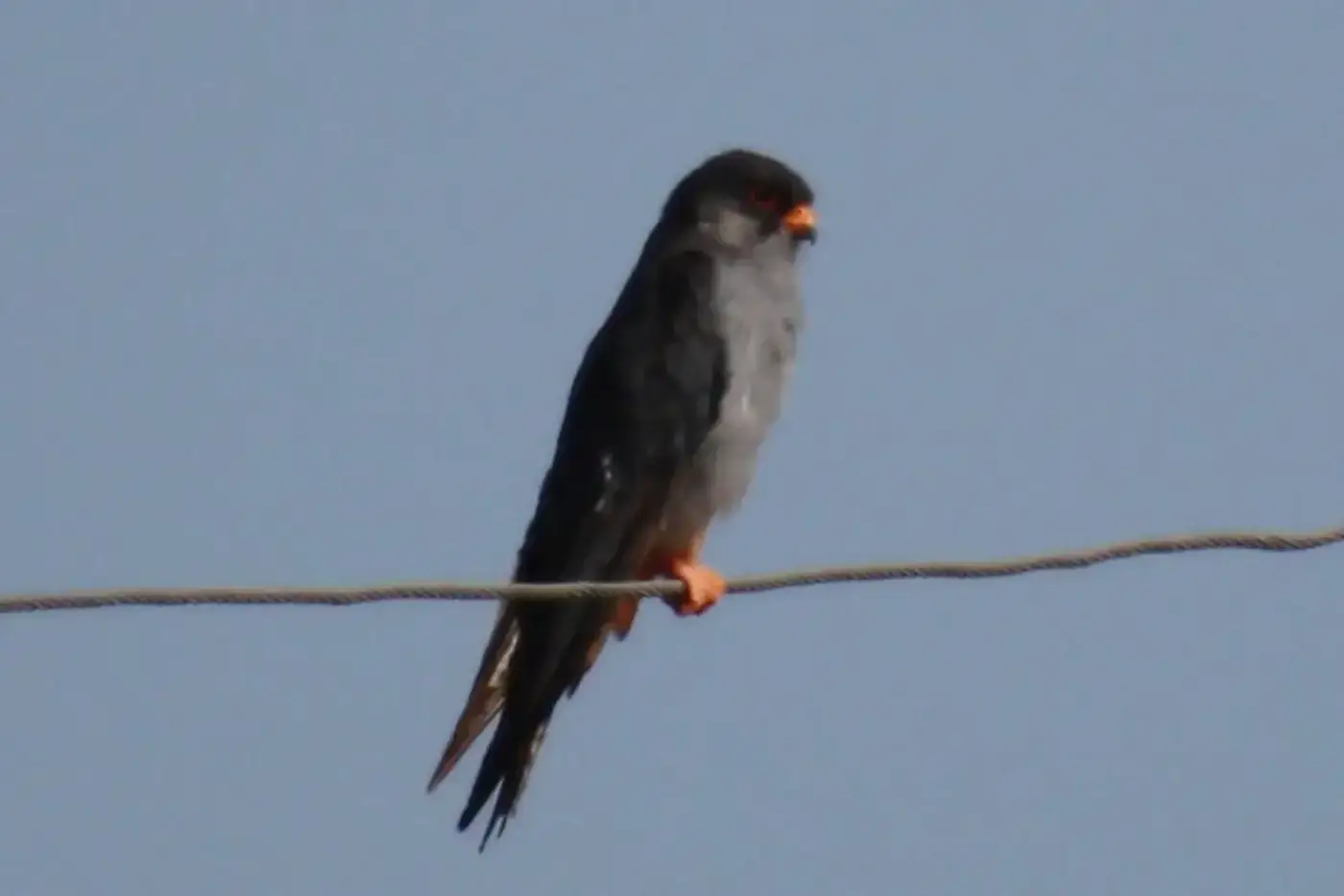 Amur falcon perched on a wire