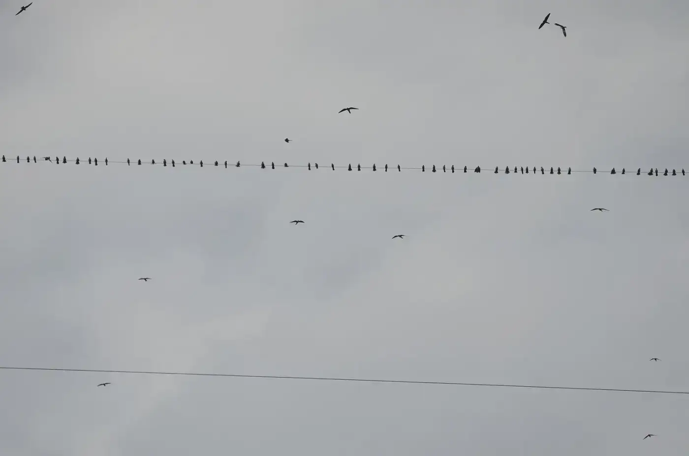 Flock of Amur falcons resting on power lines during migration