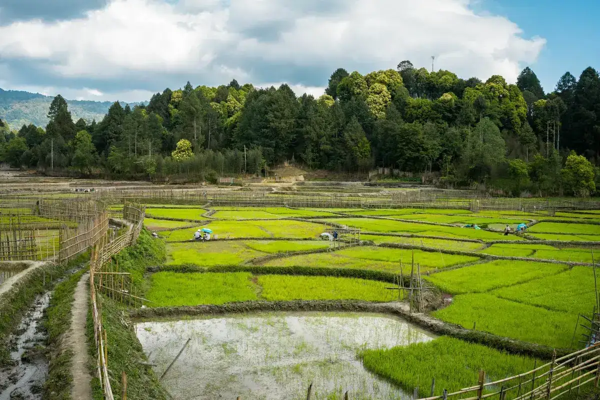 Apatani rice-fish fields seen on a village walk in Ziro