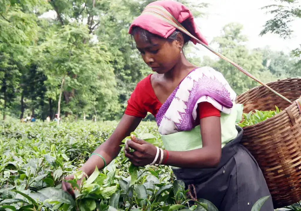 Tea plucker picking leaves into a basket, Assam