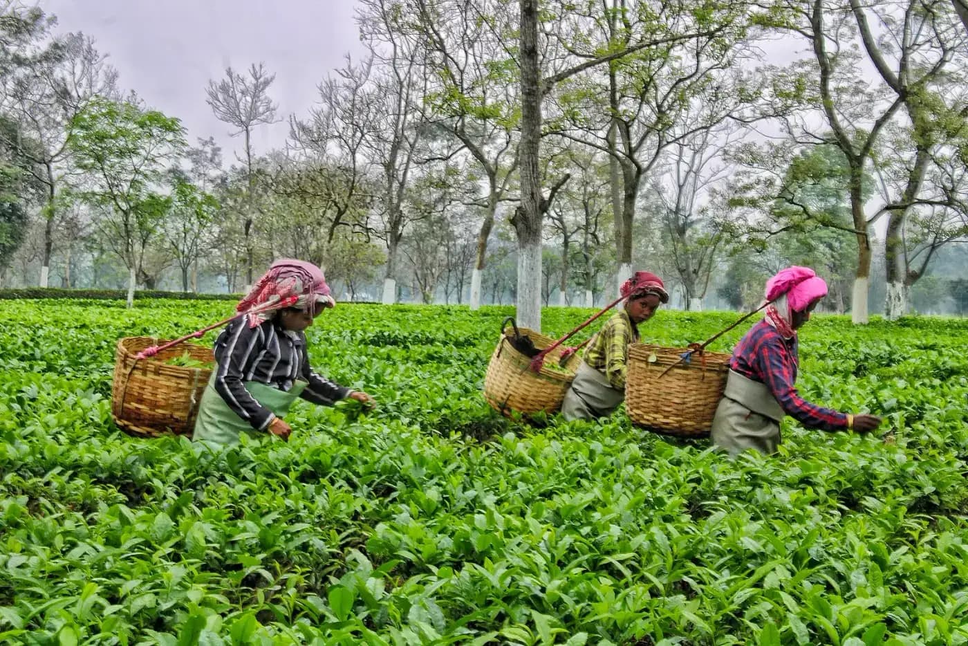 Tea pluckers at work in an Assam tea garden