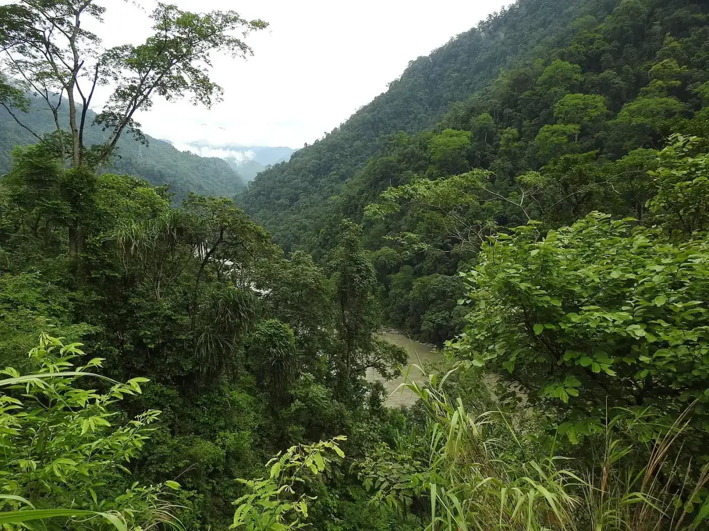 Forested foothills around Bhalukpong, West Kameng