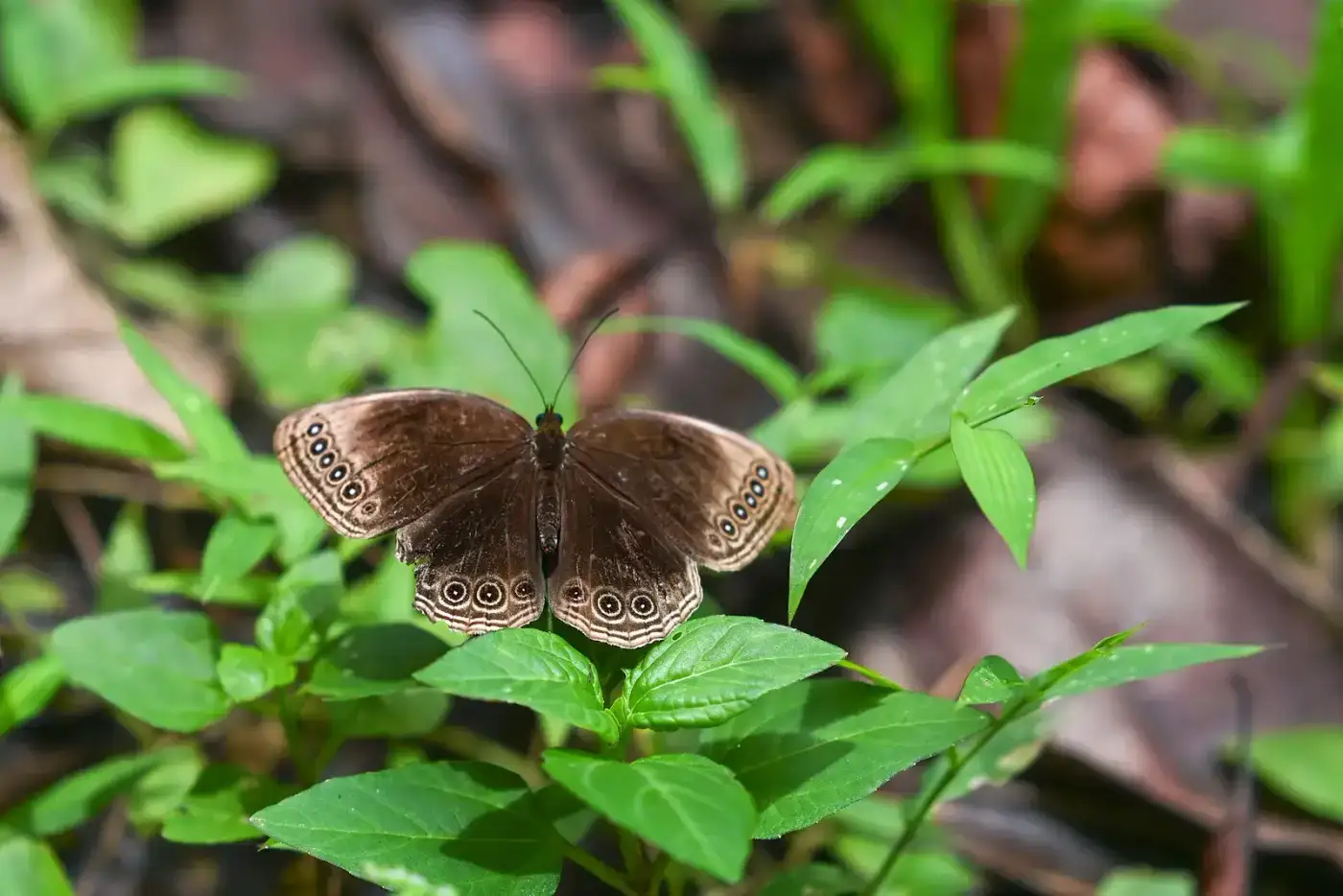 Butterfly on the forest floor in Dehing Patkai National Park