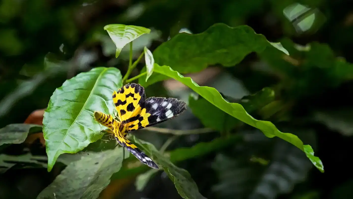 Colourful insect on a leaf in the Dehing Patkai rainforest