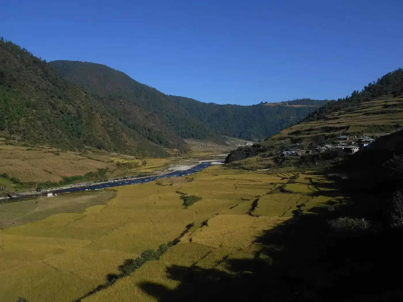 Golden fields of Sangti Valley near Dirang