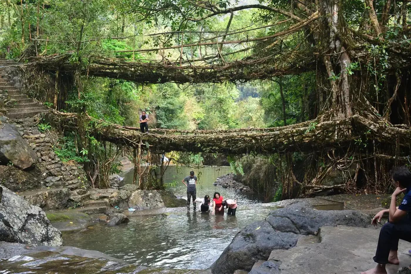 Visitors at the stream below the double decker root bridge