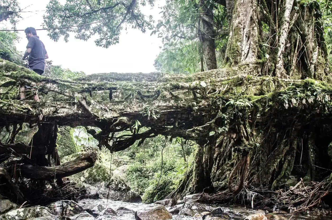 Close view of the tangled roots of the Nongriat living root bridge