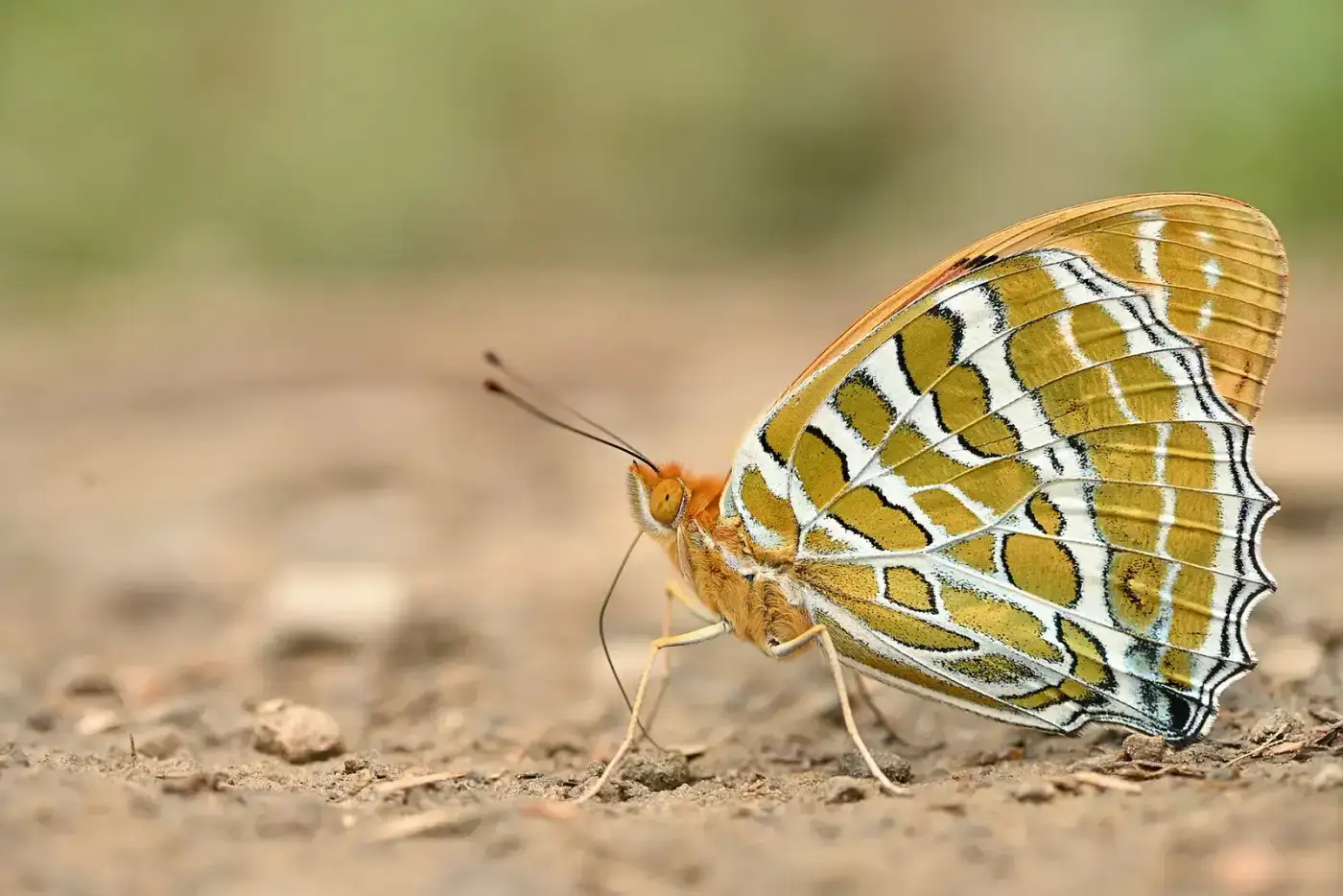 Butterfly photographed at Dzüleke eco-village, Nagaland