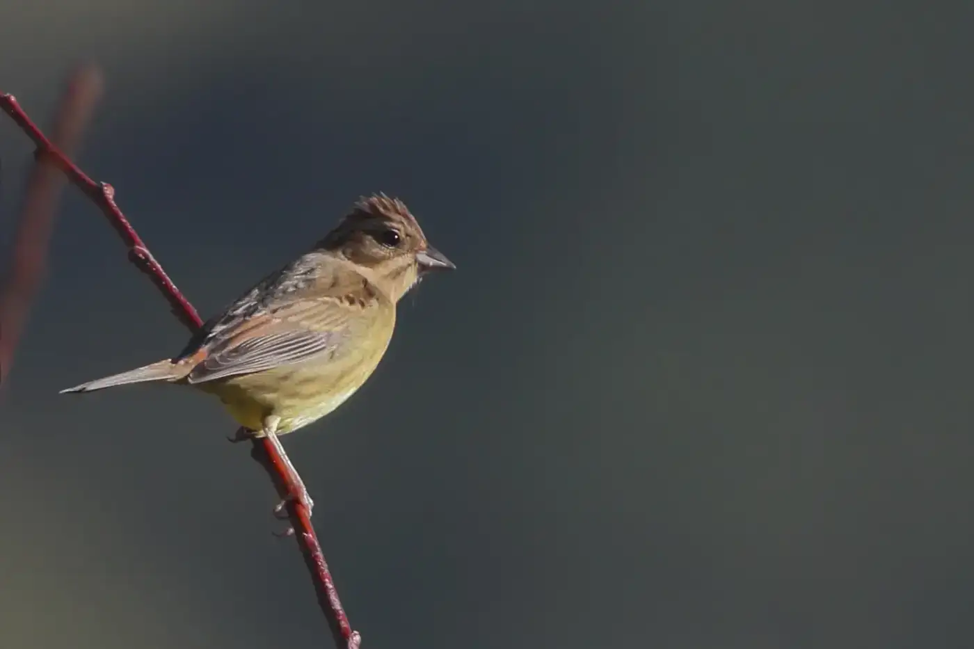 Small bird perched in the forest at Dzüleke