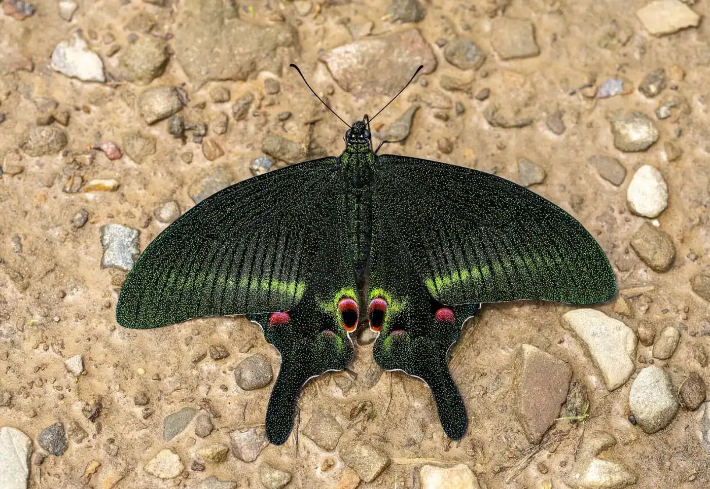Swallowtail butterfly at Dzüleke, Kohima district