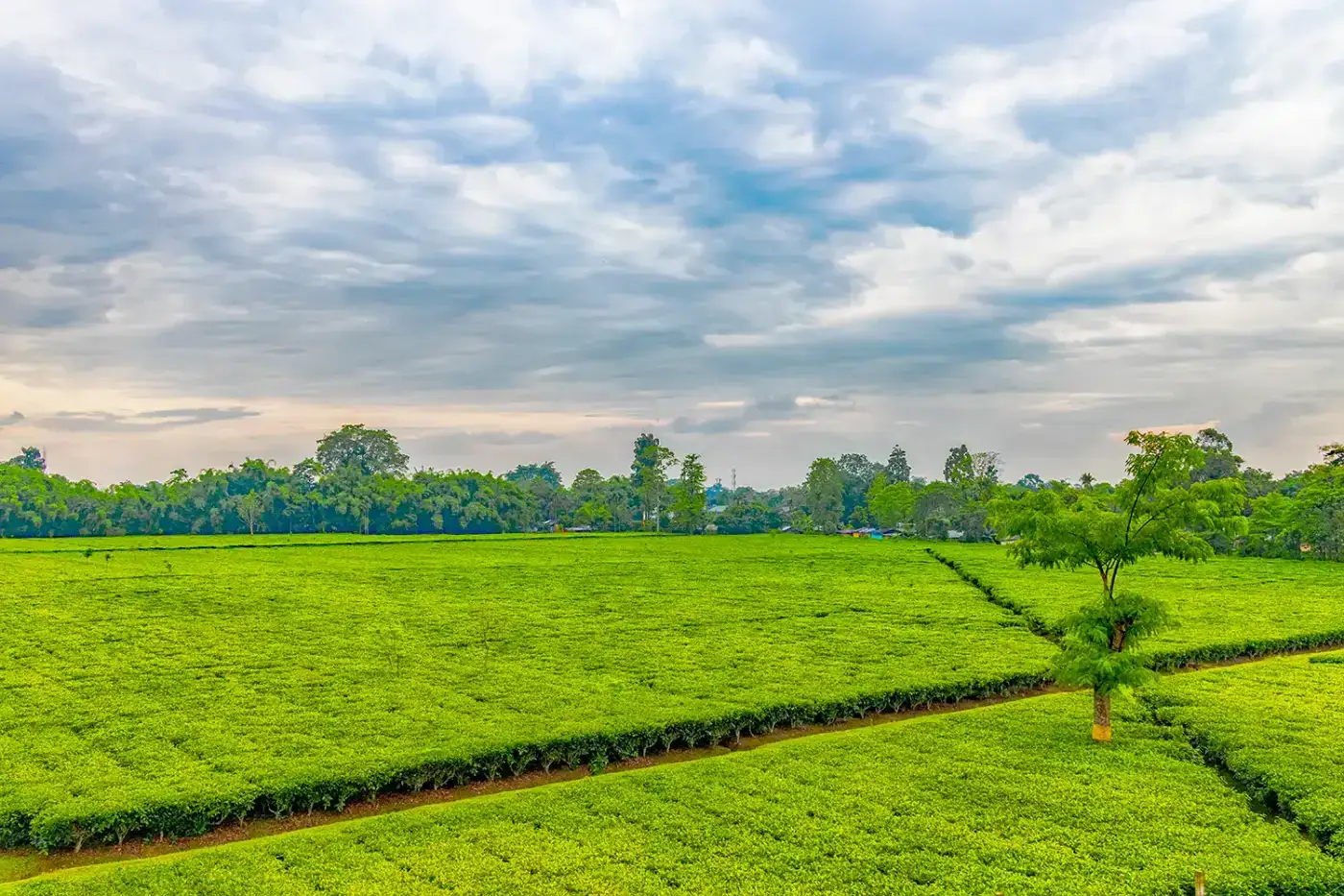 Bright green tea fields stretching to the horizon near Jorhat, Assam