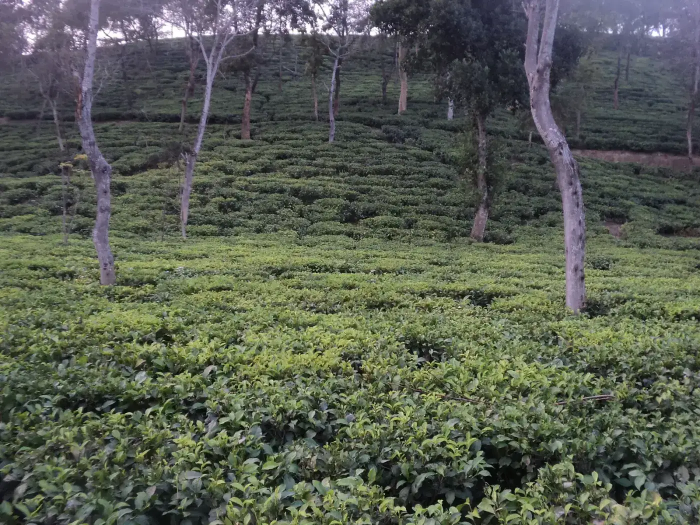 Tea bushes under shade trees in a Jorhat tea garden
