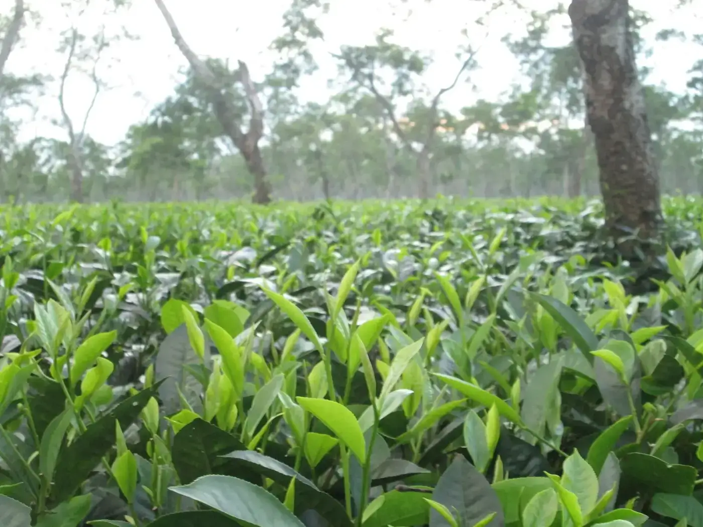 Neatly pruned tea bushes in an Upper Assam tea estate
