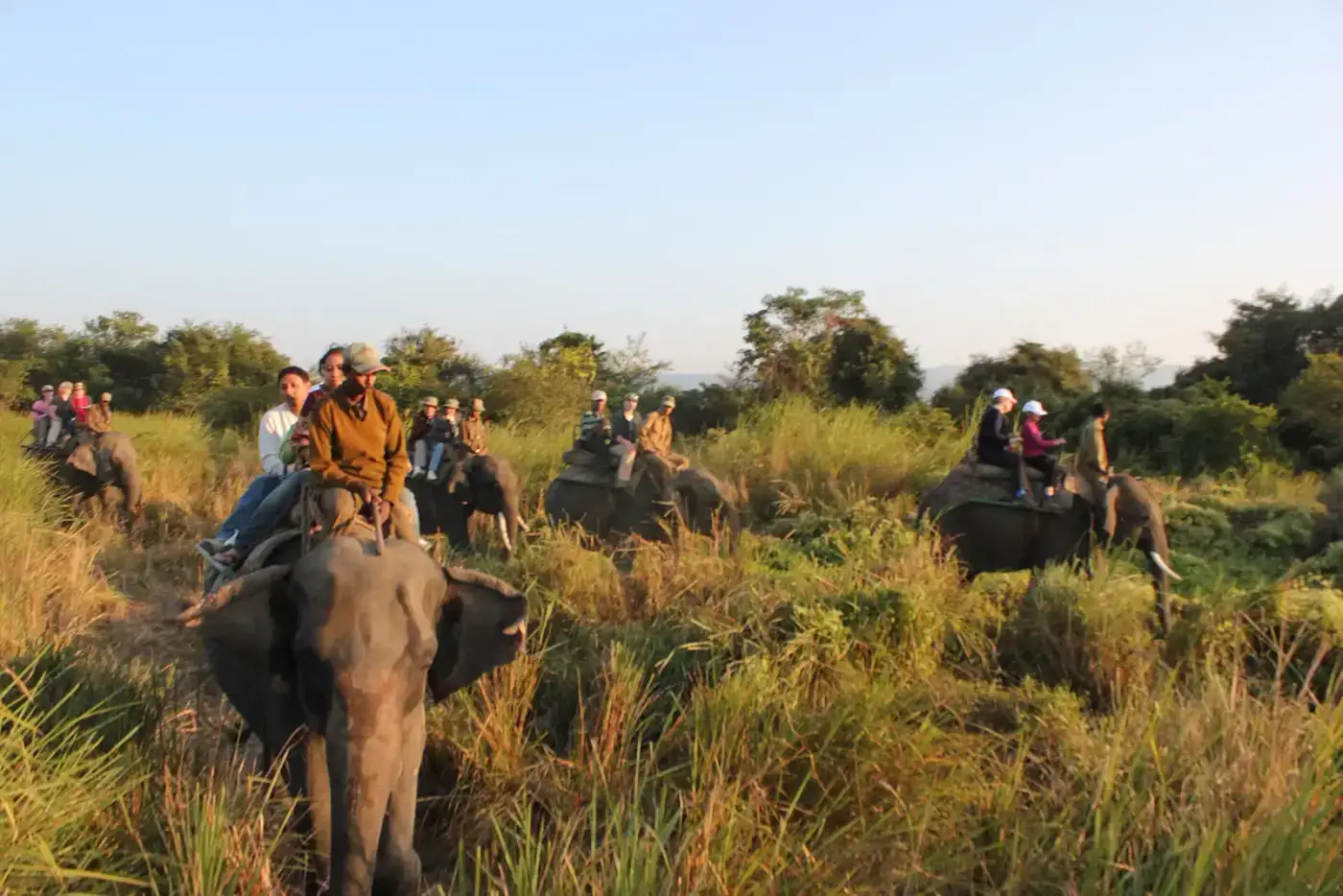 Visitors on an elephant safari in the tall grass of Kaziranga