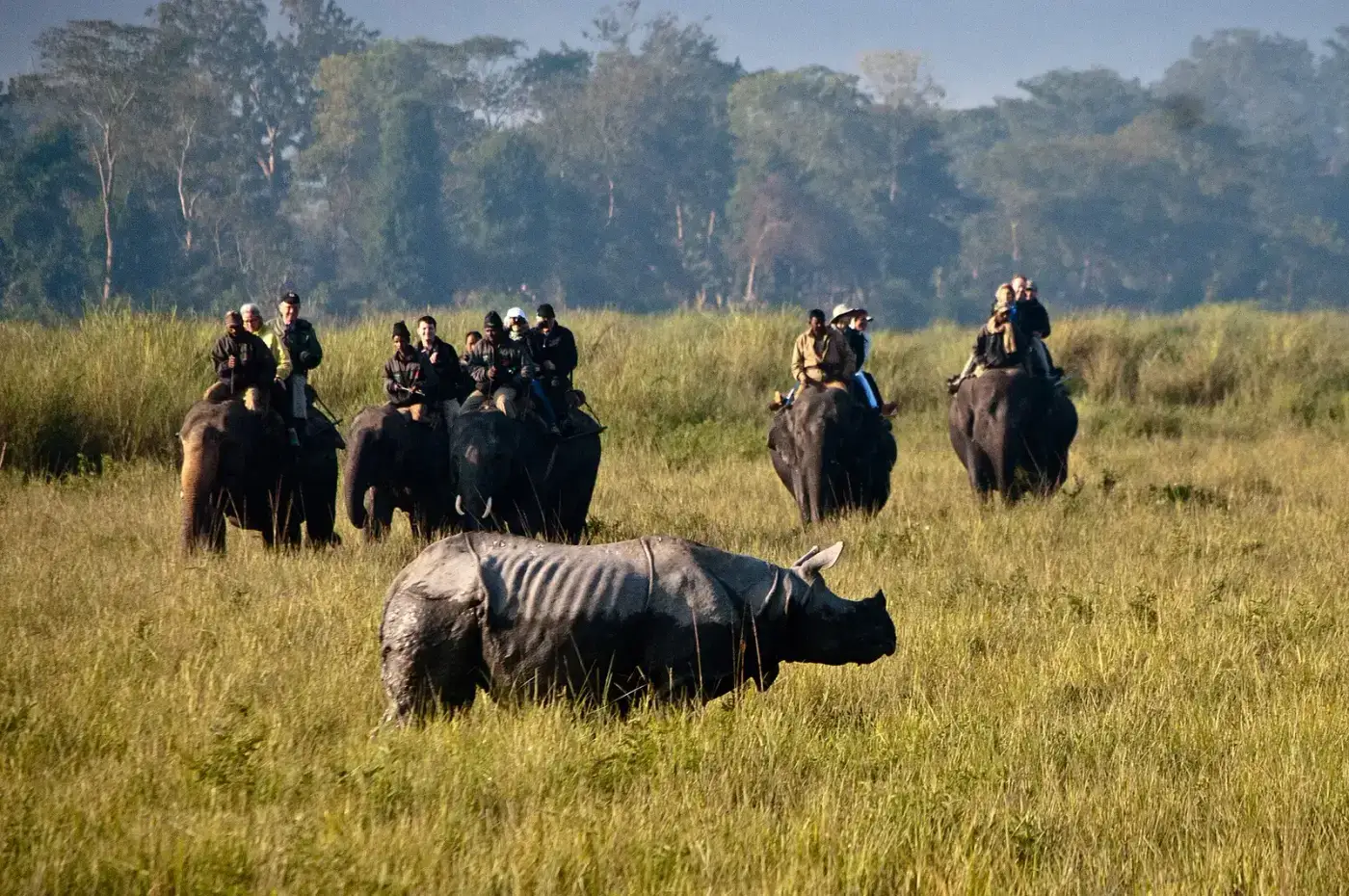 Elephant safari approaching a rhino in Kaziranga grassland