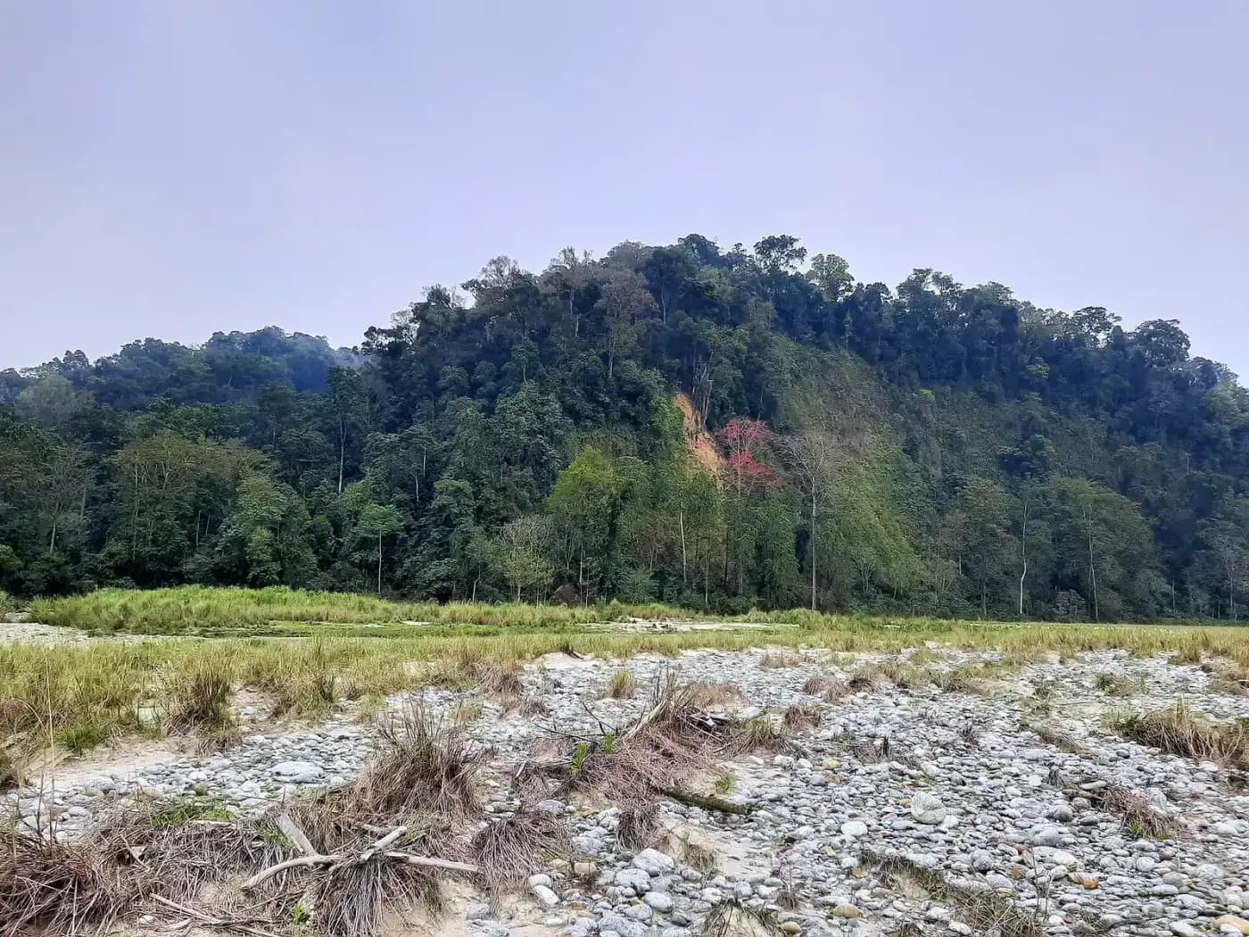 Dense forest of Namdapha National Park, Changlang