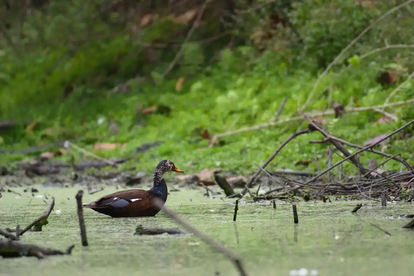 White-winged wood duck, Assam's state bird, in a forest pool