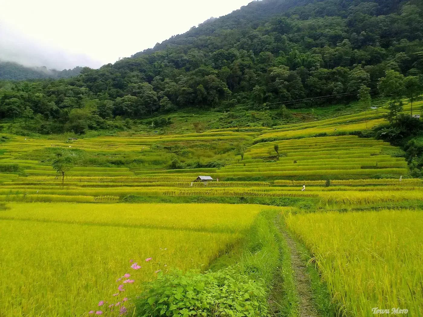 Terraced rice fields near Pfutsero, Phek district