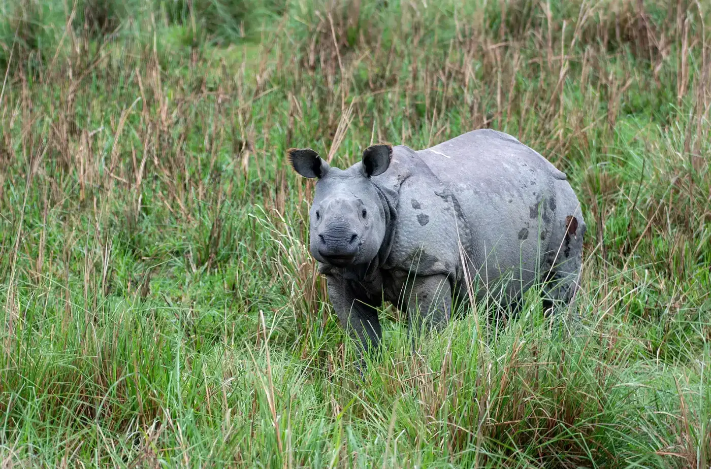 One-horned rhino in tall grass at Pobitora Wildlife Sanctuary