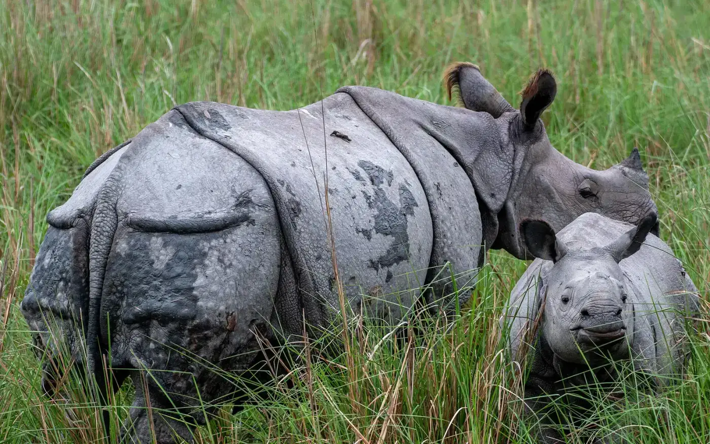 Rhino mother and calf in Pobitora Wildlife Sanctuary near Guwahati