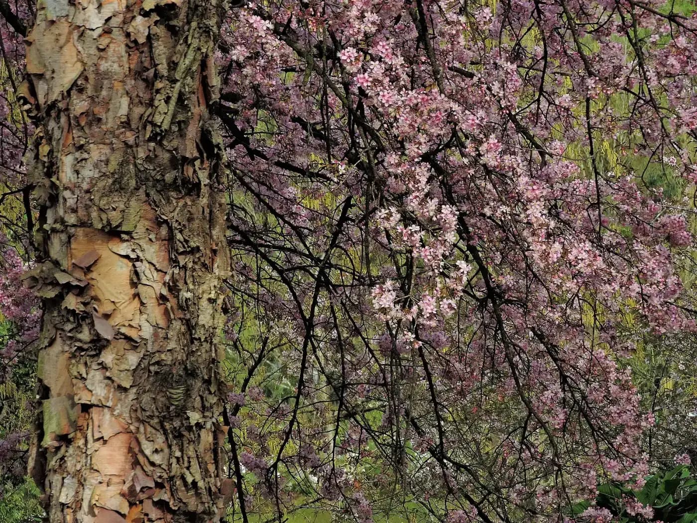 Himalayan cherry trees in bloom in Shillong in November