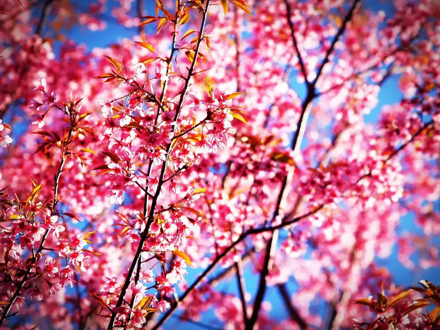 Pink Himalayan cherry blossoms against a blue sky