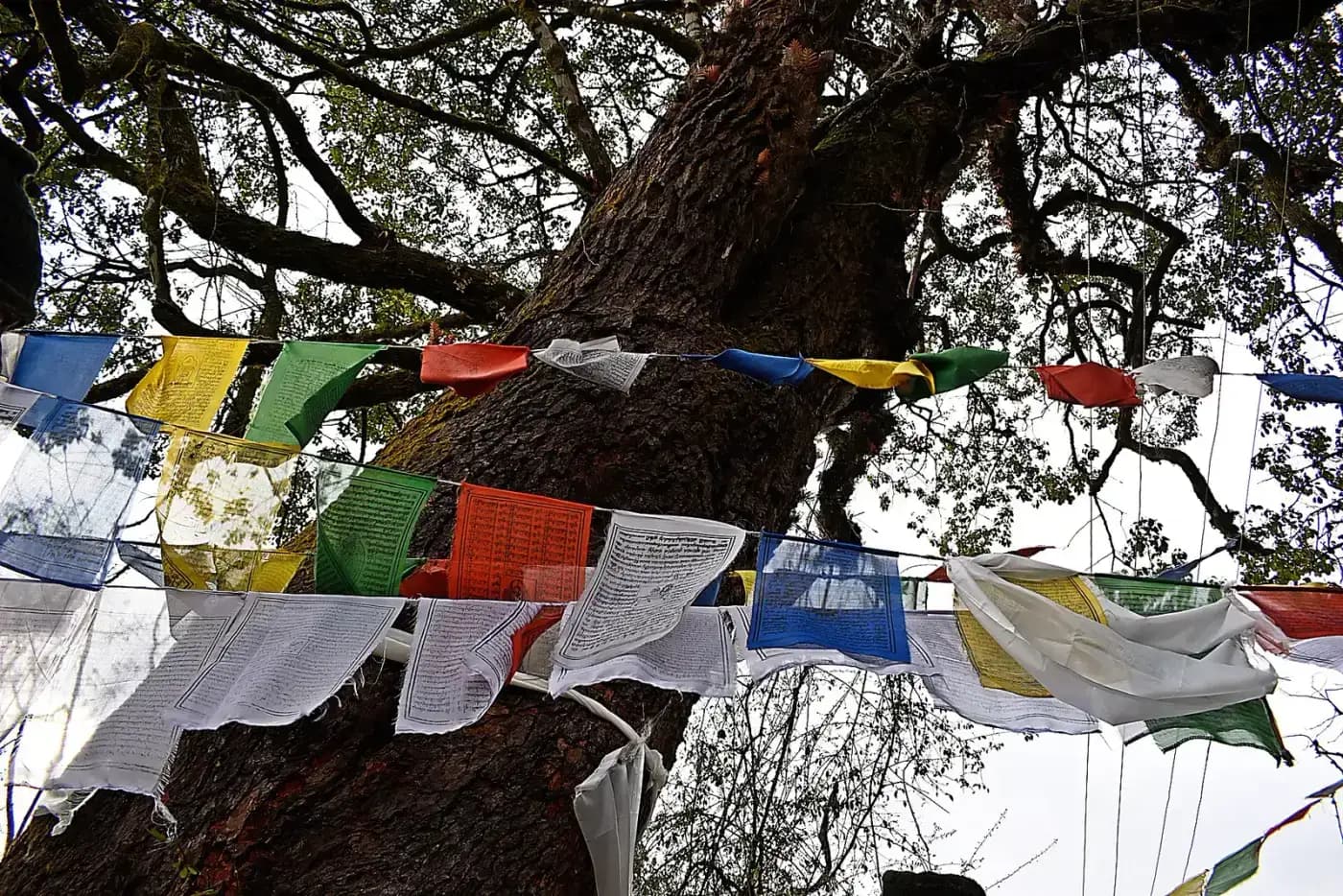 Prayer flags fluttering near a monastery in Tawang district