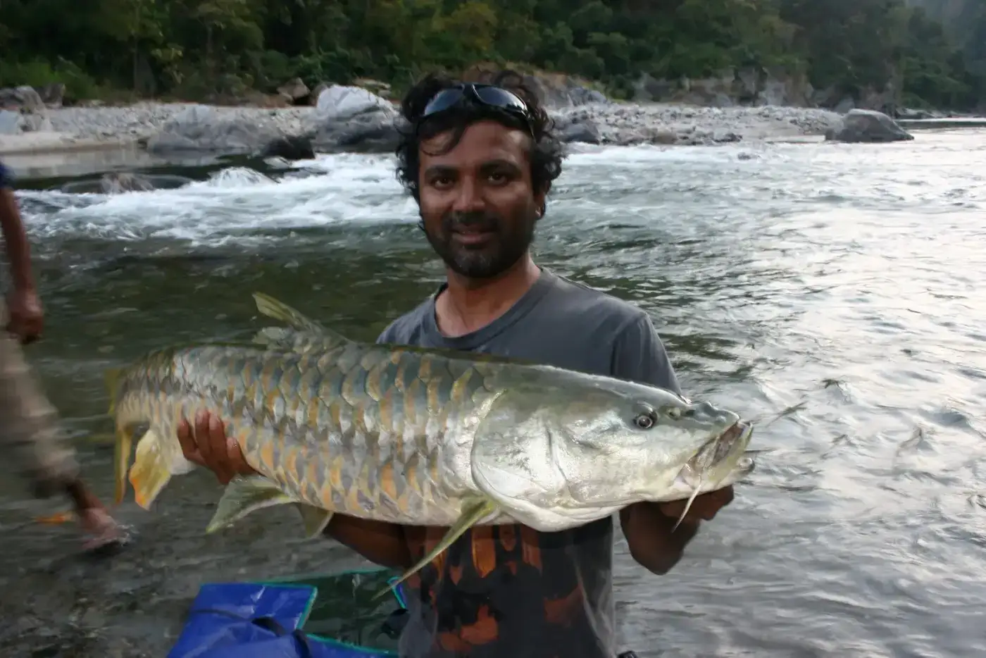 Angler holding a golden mahseer before release