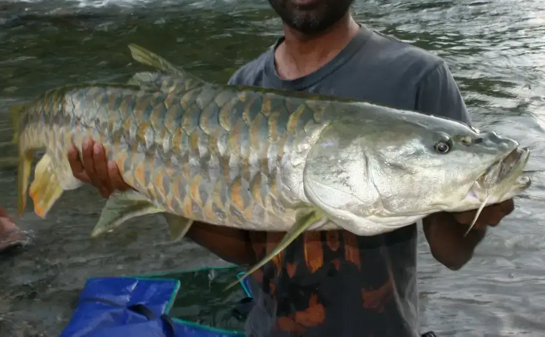 Mahseer caught on a catch-and-release fishing trip