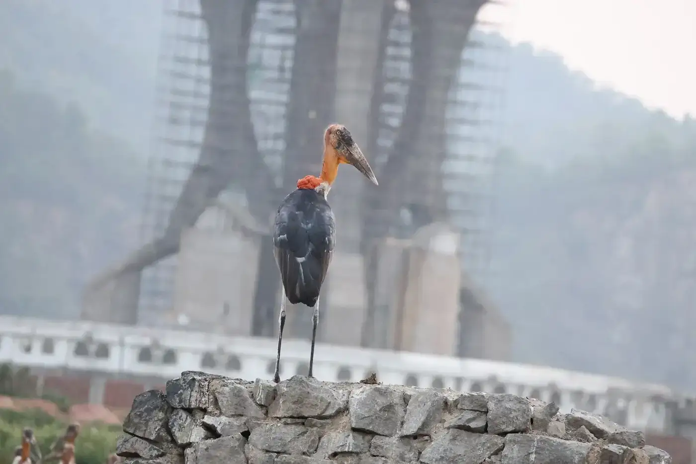 Greater adjutant stork, an endangered bird found in Assam