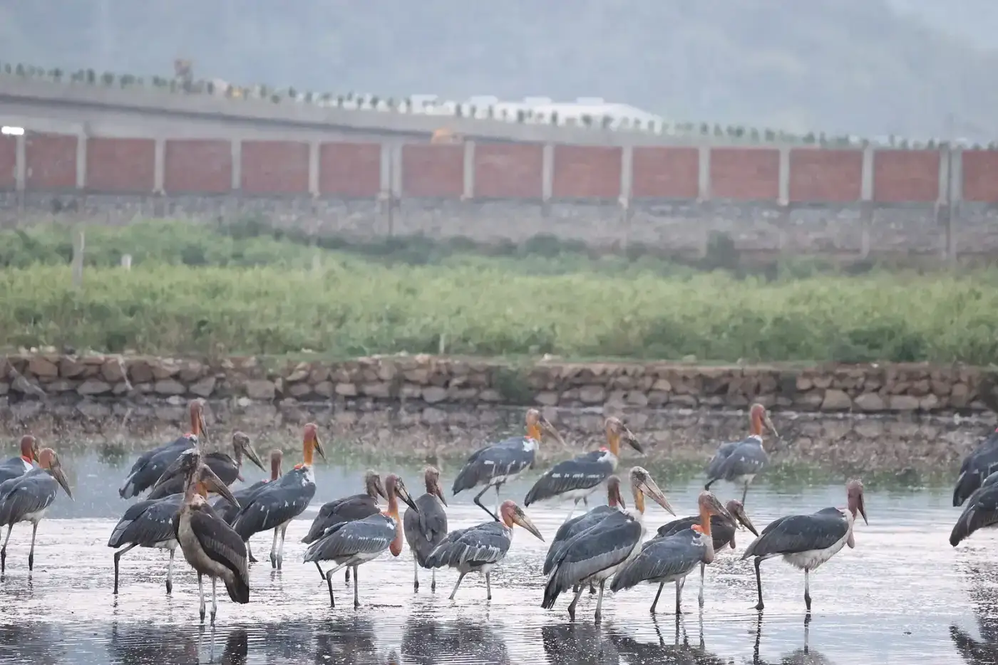 Greater adjutants foraging at a wetland near Guwahati