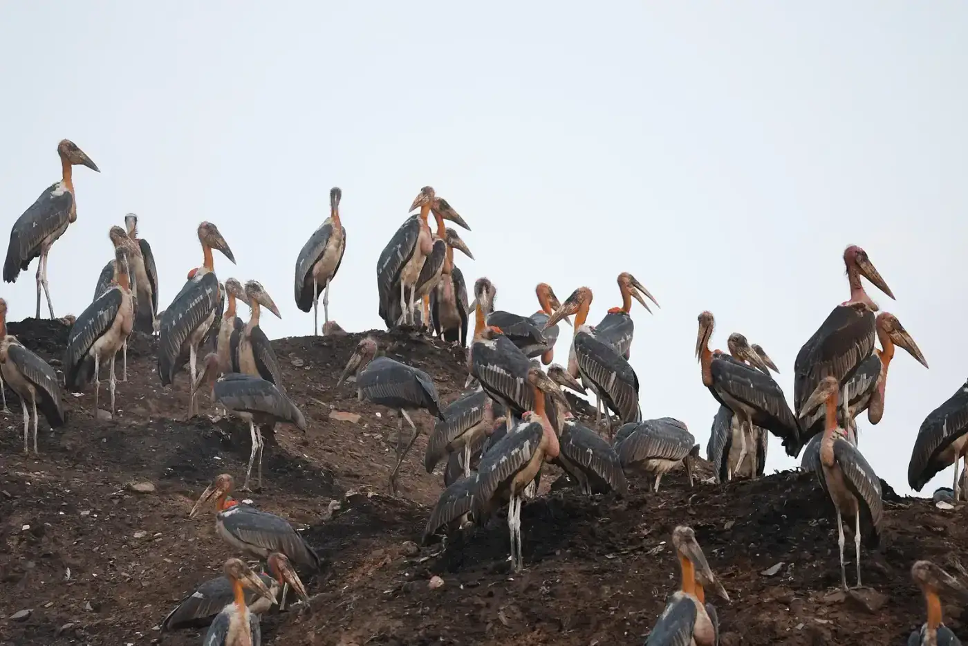 Flock of greater adjutant storks in Assam