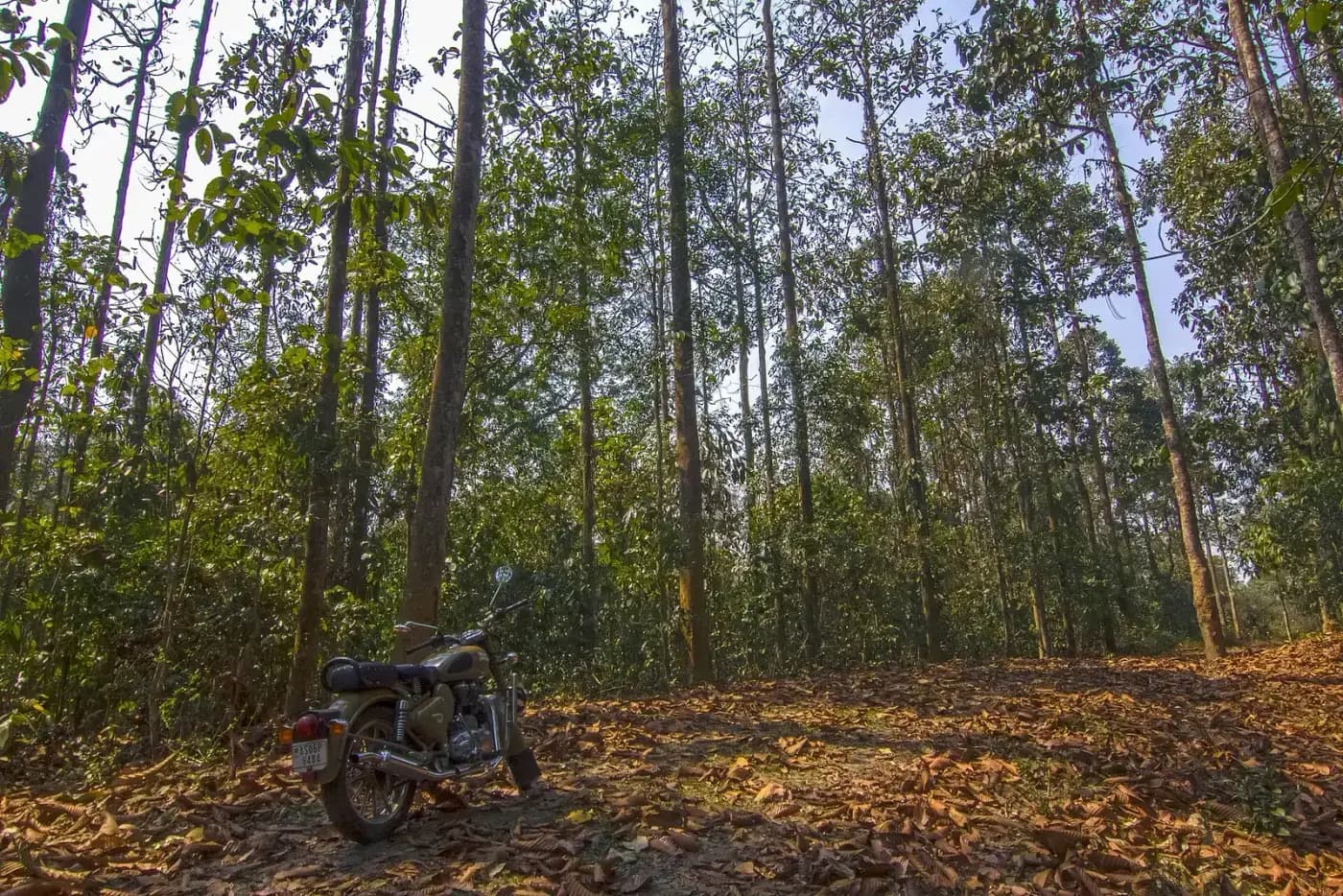 Tall trees in the Dehing Patkai rainforest, Upper Assam