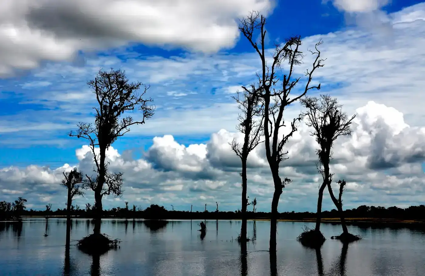 Flooded forest and blue sky in Dibru-Saikhowa National Park, Assam