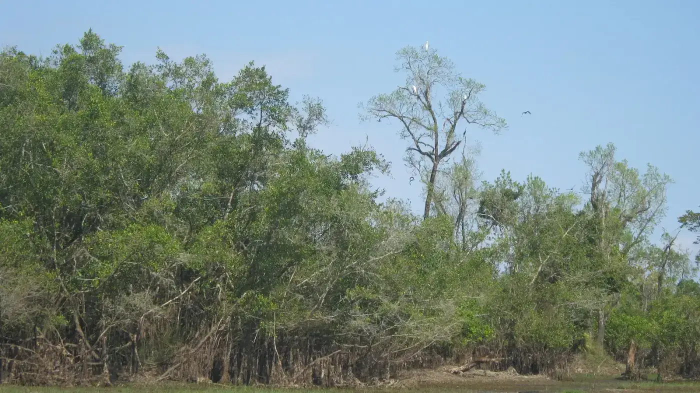 Riverine forest in Dibru-Saikhowa National Park near Tinsukia