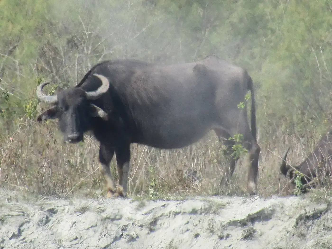Wild water buffalo in the grasslands of Dibru-Saikhowa