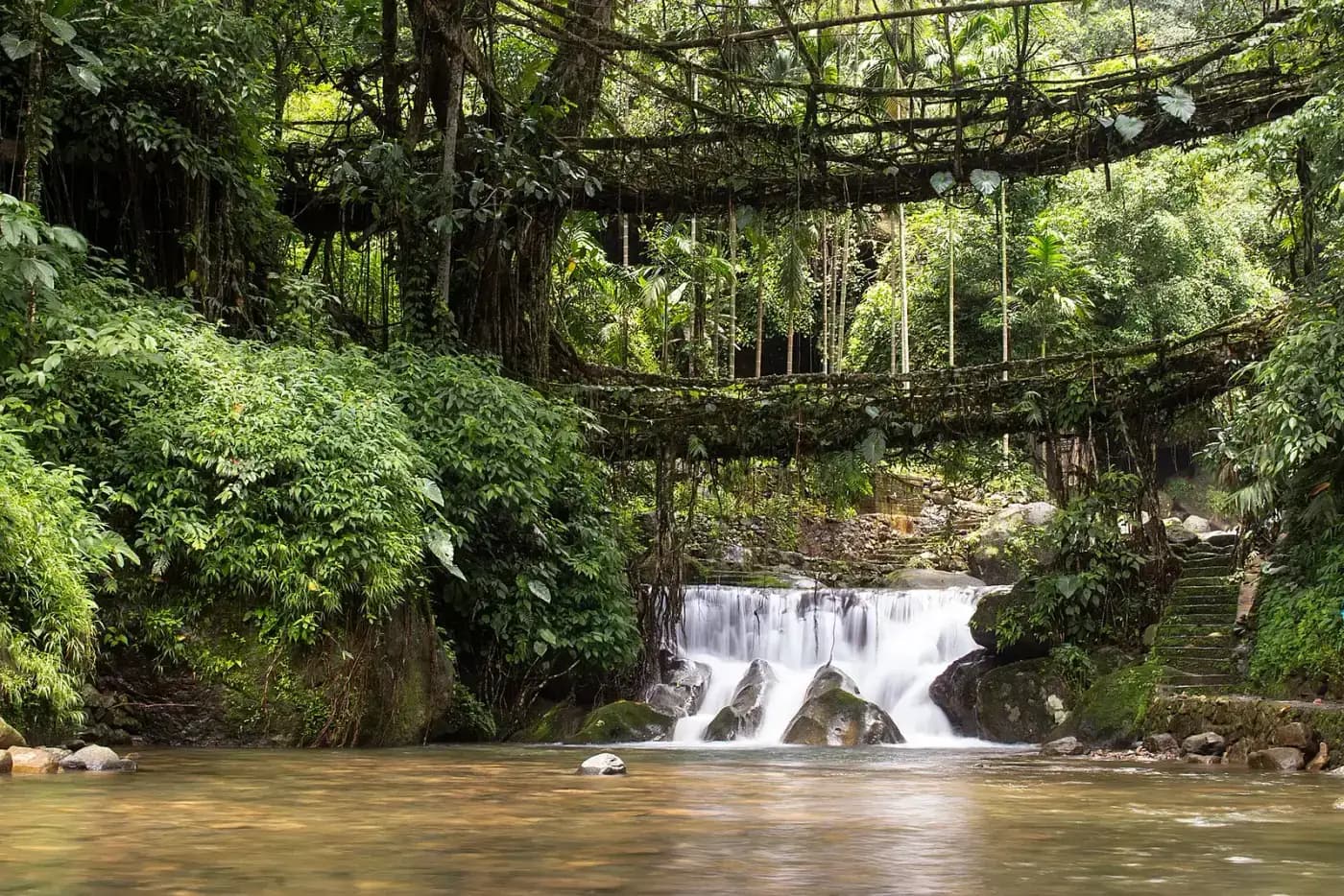 Living root bridge above a natural pool and waterfall at Nongriat