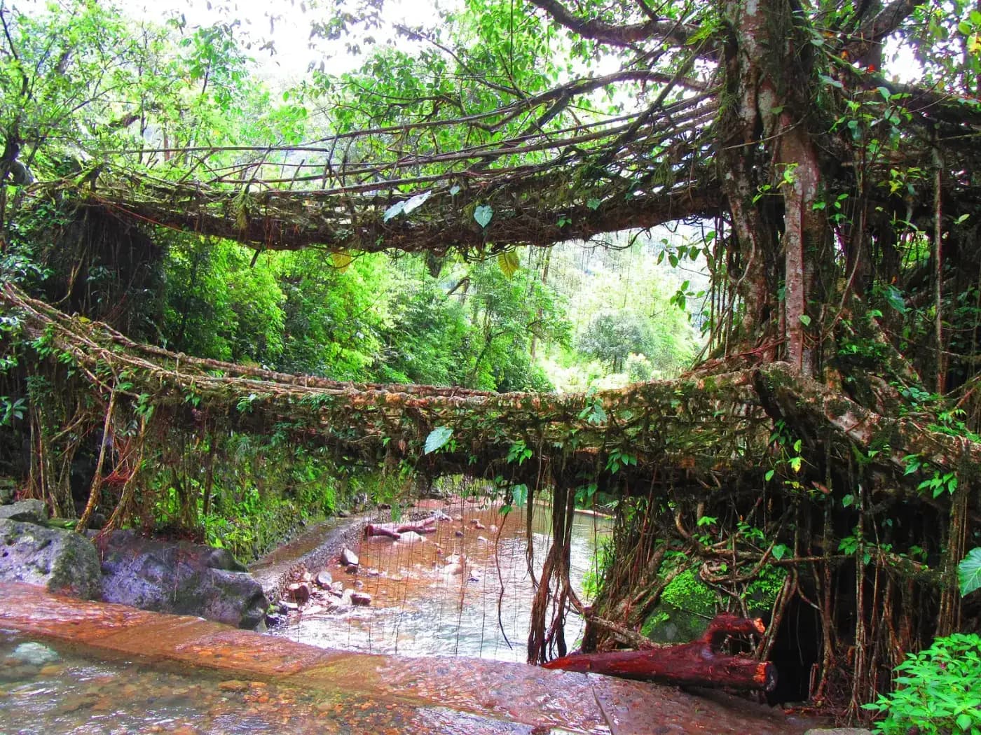 Double decker living root bridge over a stream at Nongriat, Meghalaya