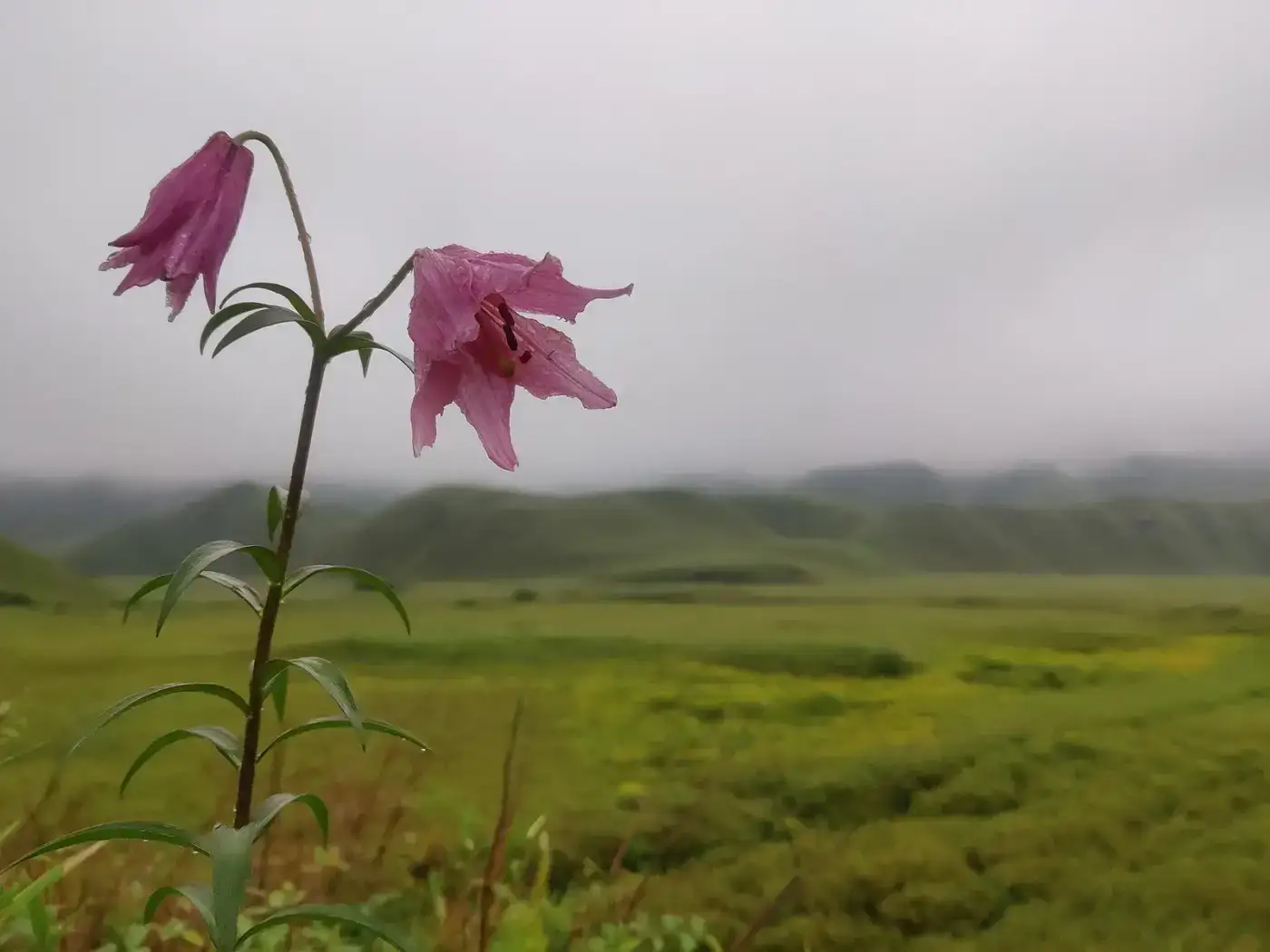Dzukou lily blooming in the meadows of Dzukou Valley