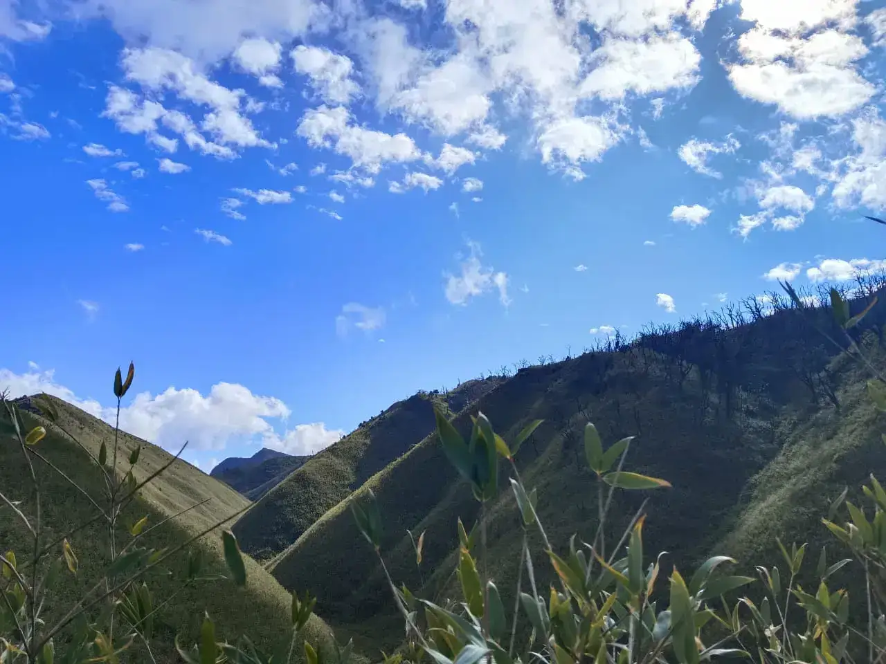 Grassy hills along the Dzukou Valley trek