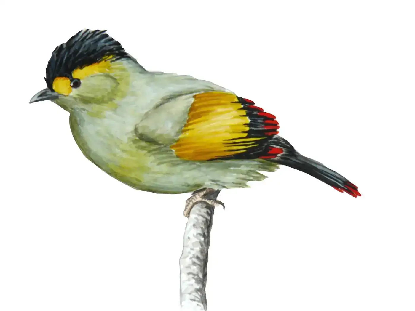 Illustration of the Bugun liocichla, discovered at Eaglenest in 2006
