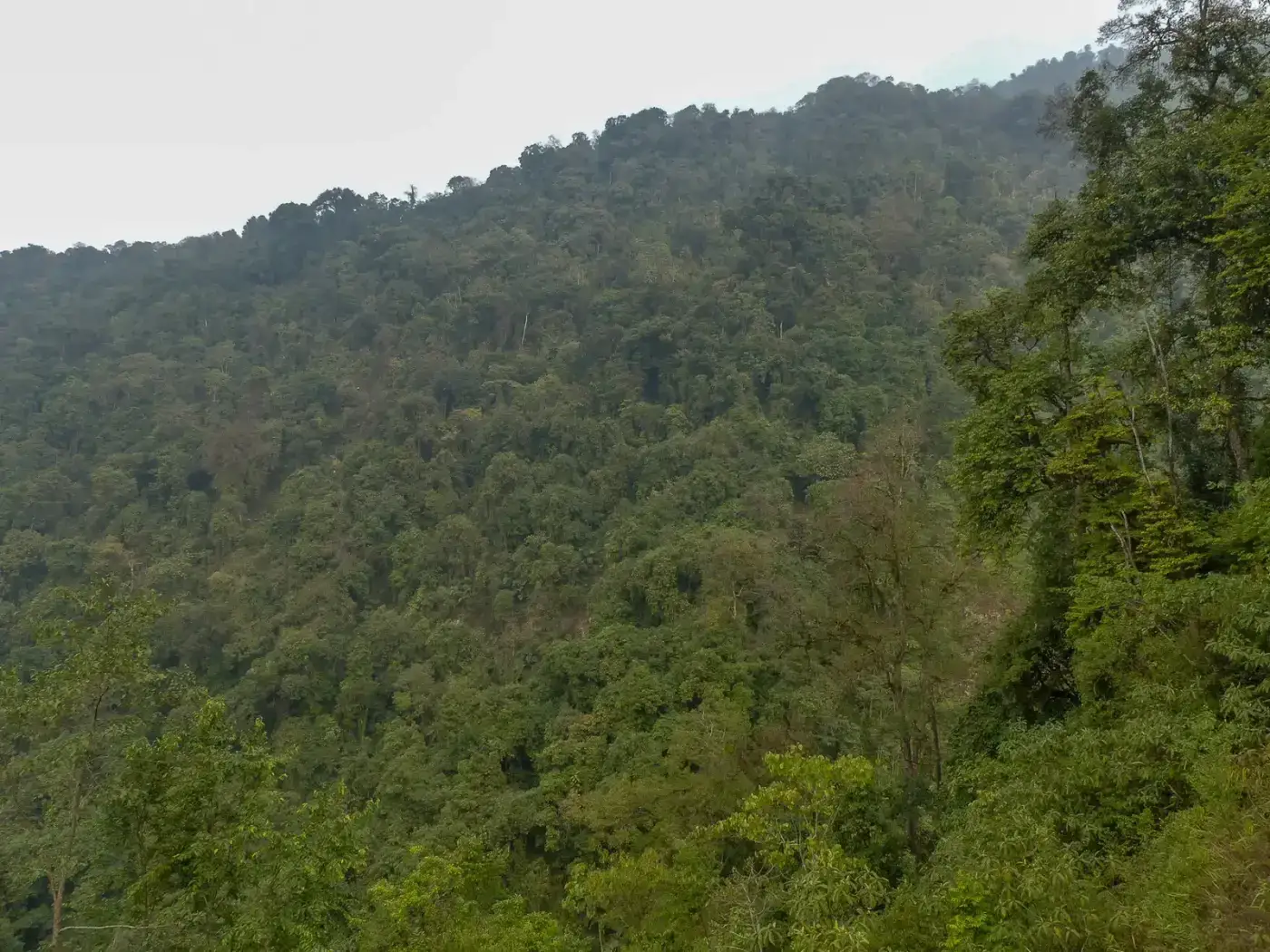 Forested ridges of Eaglenest Wildlife Sanctuary, Arunachal Pradesh