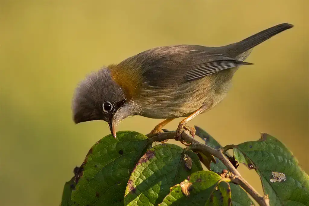Forest bird perched on a branch in Eaglenest Wildlife Sanctuary