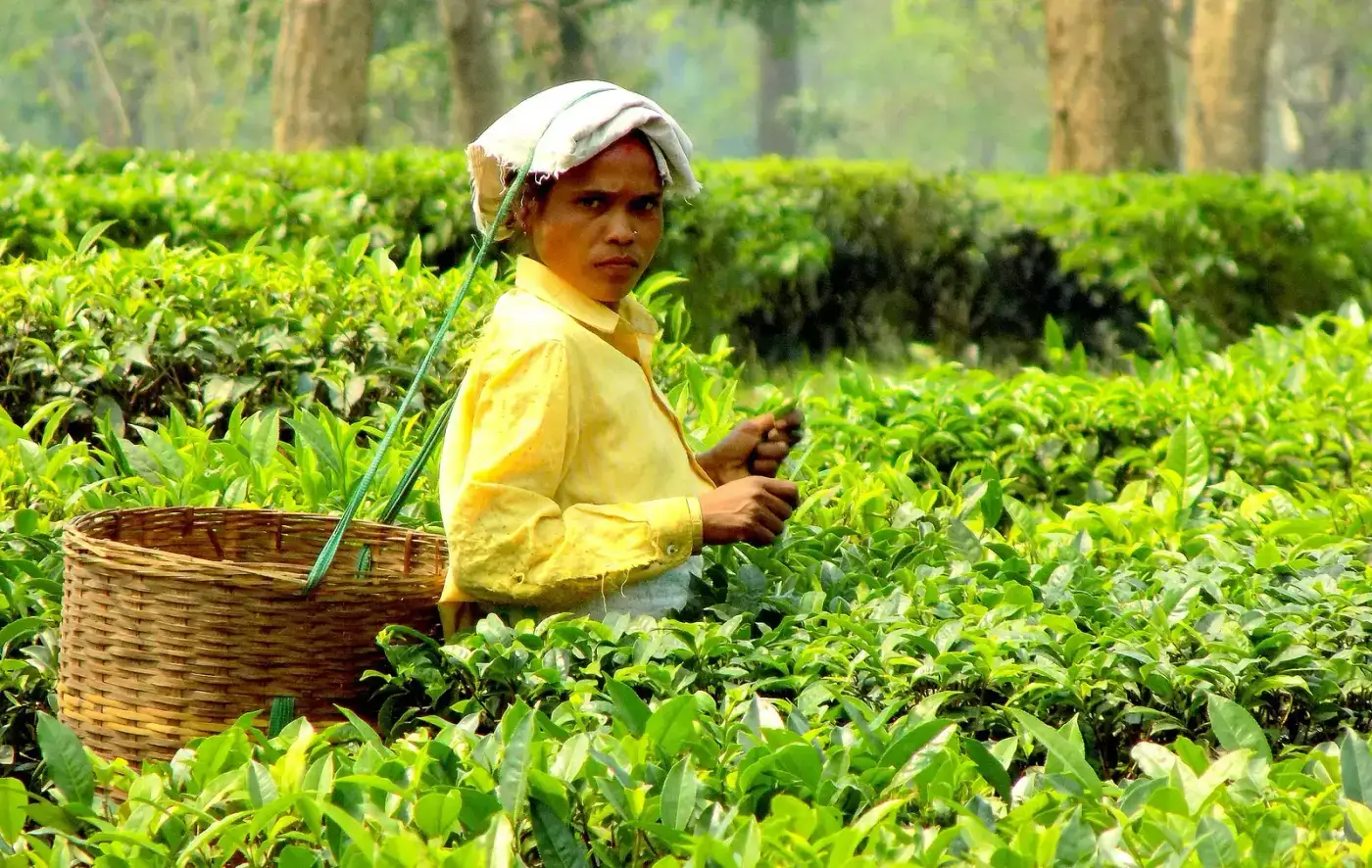Tea plucker with a basket among tea bushes in an Assam tea estate