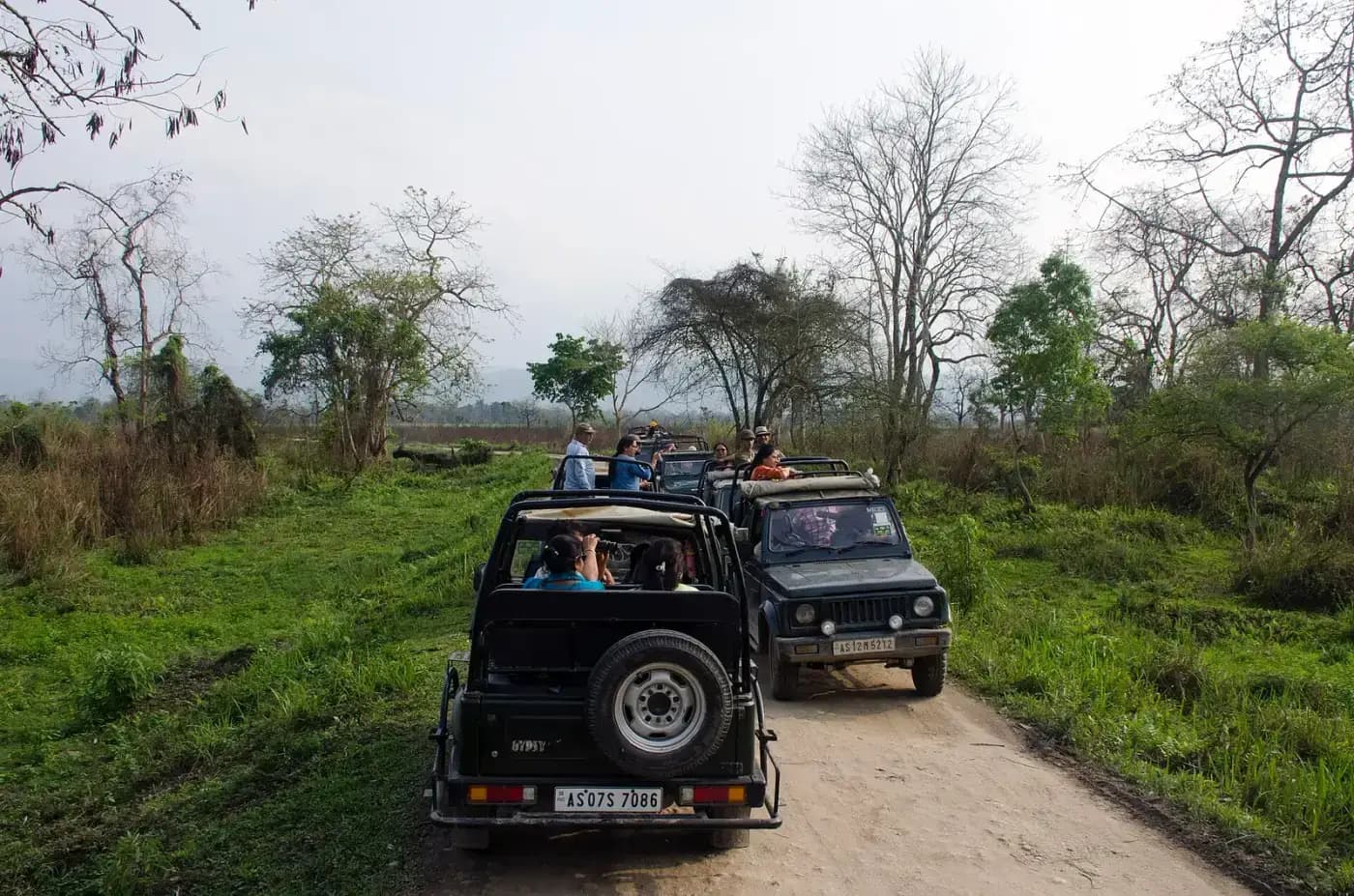 Open jeeps on a safari track in Kaziranga National Park