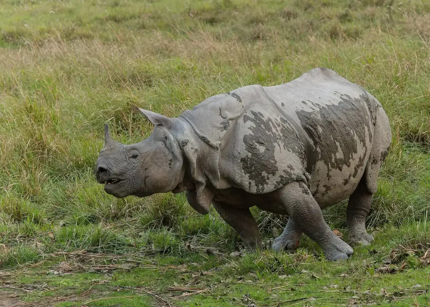 Greater one-horned rhinoceros grazing in the grasslands of Kaziranga National Park, Assam