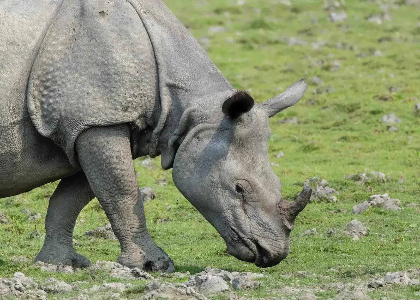 Close-up of a one-horned rhino feeding on grass in Kaziranga