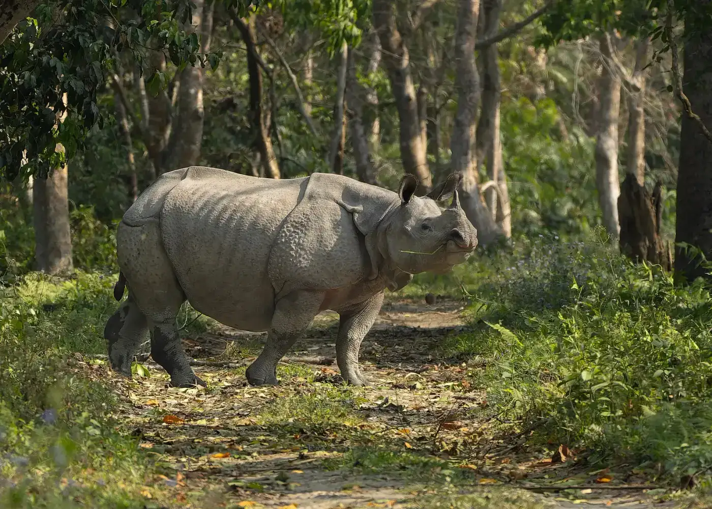 One-horned rhino walking along a forest trail in Kaziranga National Park