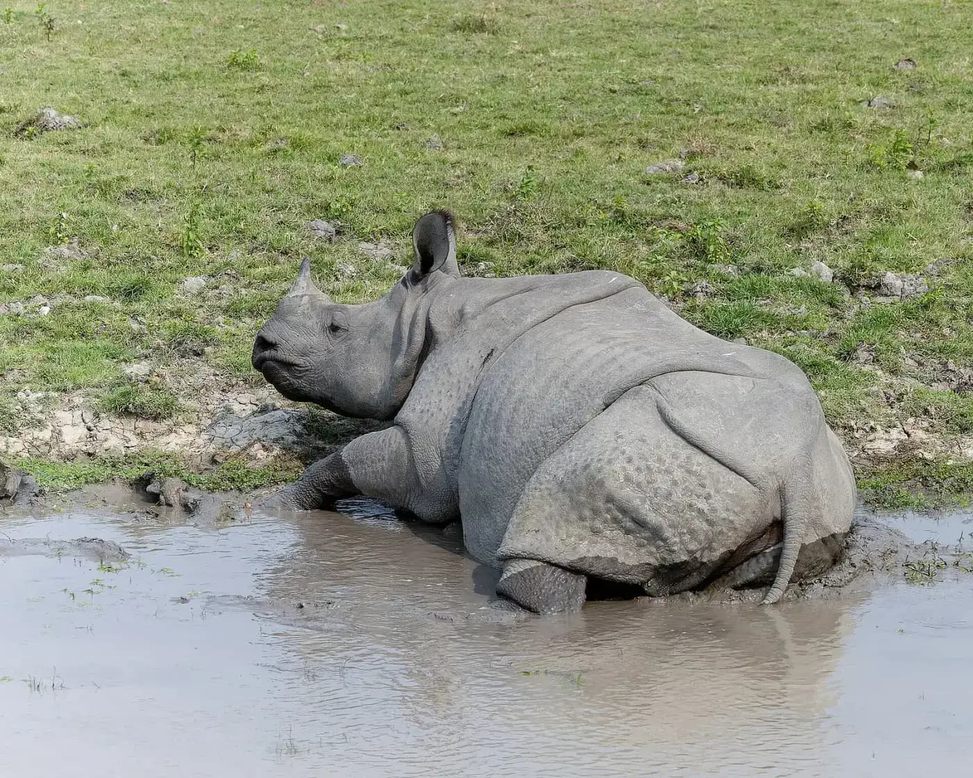Rhinoceros wallowing in a muddy pool in Kaziranga National Park